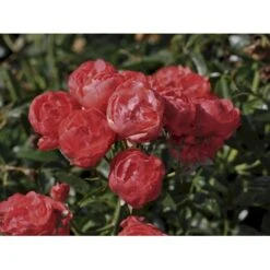 'Orange Morsdag' Rosa X 'Orange Morsdag' (Miniaturerose) A-Kvalitet,- Barrods Roser Min. 3 Grene -Osmoz Naturens Butik fi4794 rosa orange morsdag 3e2c