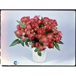 'Orange Morsdag' Rosa X 'Orange Morsdag' (Miniaturerose) A-Kvalitet,- Barrods Roser Min. 3 Grene -Osmoz Naturens Butik fi4794 rosa orange morsdag 61ba