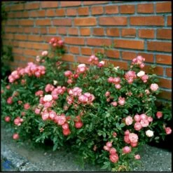 'Orange Morsdag' Rosa X 'Orange Morsdag' (Miniaturerose) A-Kvalitet,- Barrods Roser Min. 3 Grene -Osmoz Naturens Butik fi4794 rosa orange morsdag a1d0