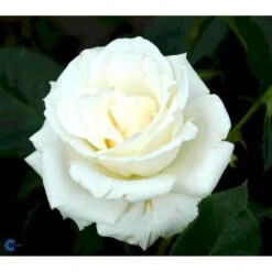 'Pascali' Rosa X 'Pascali' (Storblomstrende) A-Kvalitet,- Barrods Roser Min. 3 Grene -Osmoz Naturens Butik fi4819 rosa pascali 6b62