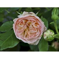 'Pastella'® Rosa X 'Pastella'® (Buketrose) A-Kvalitet,- Barrods Roser Min. 3 Grene 11 'Pastella'® Rosa X 'Pastella'® (Buketrose) A-Kvalitet,- Barrods Roser Min. 3 Grene -Osmoz Naturens Butik fi4820 rosa pastella 23c8