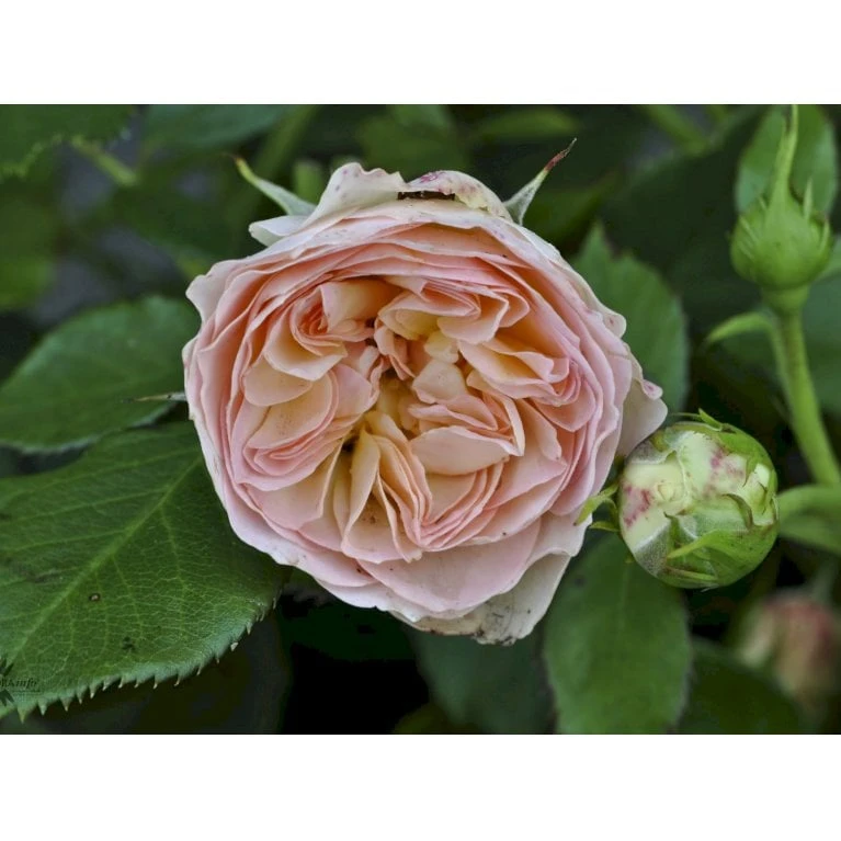 'Pastella'® Rosa X 'Pastella'® (Buketrose) A-Kvalitet,- Barrods Roser Min. 3 Grene 7 'Pastella'® Rosa X 'Pastella'® (Buketrose) A-Kvalitet,- Barrods Roser Min. 3 Grene - Billede 5