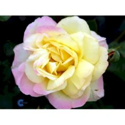 'Peace' Rosa X 'Peace' A-Kvalitet,- Barrods Roser Min. 3 Grene 18 'Peace' Rosa X 'Peace' A-Kvalitet,- Barrods Roser Min. 3 Grene -Osmoz Naturens Butik fi4836 rosa peace 600c