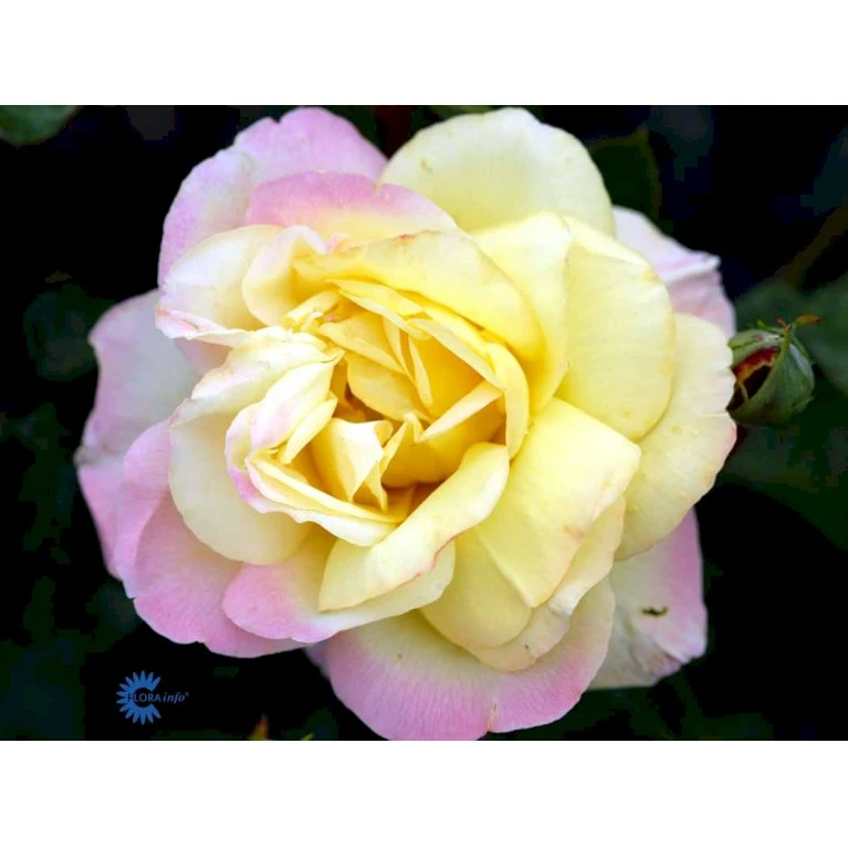 'Peace' Rosa X 'Peace' A-Kvalitet,- Barrods Roser Min. 3 Grene 10 'Peace' Rosa X 'Peace' A-Kvalitet,- Barrods Roser Min. 3 Grene - Billede 8