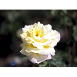 'Peace' Rosa X 'Peace' A-Kvalitet,- Barrods Roser Min. 3 Grene 16 'Peace' Rosa X 'Peace' A-Kvalitet,- Barrods Roser Min. 3 Grene -Osmoz Naturens Butik fi4836 rosa peace d441