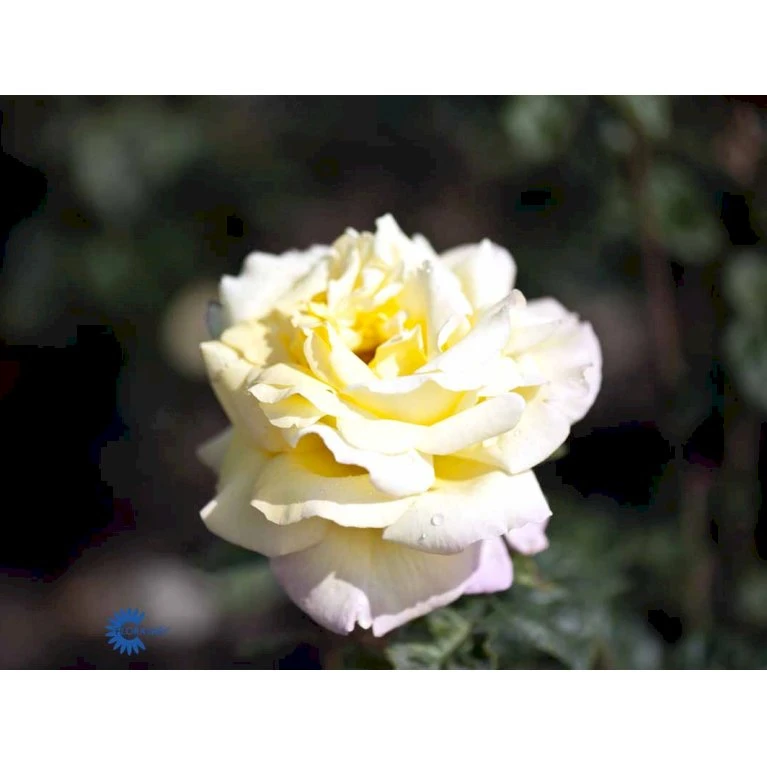 'Peace' Rosa X 'Peace' A-Kvalitet,- Barrods Roser Min. 3 Grene 8 'Peace' Rosa X 'Peace' A-Kvalitet,- Barrods Roser Min. 3 Grene - Billede 6