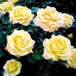 'Peer Gynt'® Rosa X 'Peer Gynt'® (Storblomstrende) A-Kvalitet,- Barrods Roser Min. 3 Grene -Osmoz Naturens Butik fi4843 rosa peer gynt n dc37