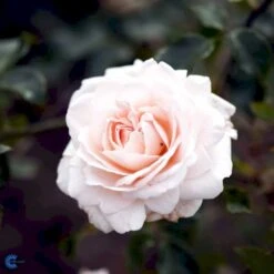 'Penny Lane' Rosa X 'Penny Lane' (Slyngrose) A-Kvalitet,- Barrods Roser Min. 3 Grene -Osmoz Naturens Butik fi4846 rosa penny lane 390f