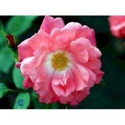 'Pernille Poulsen' Rosa X 'Pernille Poulsen' (Buketrose) A-Kvalitet,- Barrods Roser Min. 3 Grene 11 'Pernille Poulsen' Rosa X 'Pernille Poulsen' (Buketrose) A-Kvalitet,- Barrods Roser Min. 3 Grene -Osmoz Naturens Butik fi4852 rosa pernille poulsen 2abc