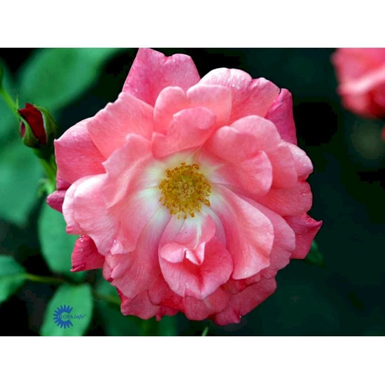 'Pernille Poulsen' Rosa X 'Pernille Poulsen' (Buketrose) A-Kvalitet,- Barrods Roser Min. 3 Grene 7 'Pernille Poulsen' Rosa X 'Pernille Poulsen' (Buketrose) A-Kvalitet,- Barrods Roser Min. 3 Grene - Billede 5