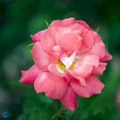 'Pernille Poulsen' Rosa X 'Pernille Poulsen' (Buketrose) A-Kvalitet,- Barrods Roser Min. 3 Grene 10 'Pernille Poulsen' Rosa X 'Pernille Poulsen' (Buketrose) A-Kvalitet,- Barrods Roser Min. 3 Grene -Osmoz Naturens Butik fi4852 rosa pernille poulsen d02d