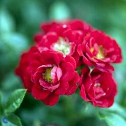 'Peter Pan' Rosa X 'Peter Pan' (Buketrose) A-Kvalitet,- Barrods Roser Min. 3 Grene -Osmoz Naturens Butik fi4854 rosa peter pan a221