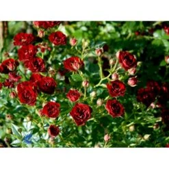 'Peter Pan' Rosa X 'Peter Pan' (Buketrose) A-Kvalitet,- Barrods Roser Min. 3 Grene -Osmoz Naturens Butik fi4854 rosa peter pan e2dd