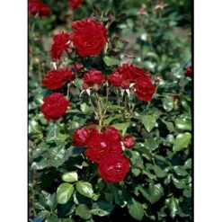 'Peter Wessel'® Rosa X 'Peter Wessel'® (Buketrose) A-Kvalitet,- Barrods Roser Min. 3 Grene -Osmoz Naturens Butik fi4855 rosa peter wessel 3ae7