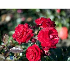 'Peter Wessel'® Rosa X 'Peter Wessel'® (Buketrose) A-Kvalitet,- Barrods Roser Min. 3 Grene -Osmoz Naturens Butik fi4855 rosa peter wessel c8c1
