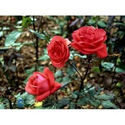 'Piccolo'® Rosa X 'Piccolo'® (Miniaturerose) A-Kvalitet,- Barrods Roser Min. 3 Grene -Osmoz Naturens Butik fi4859 rosa piccolo 1fcf