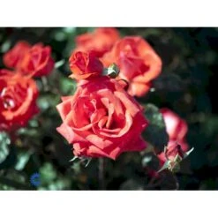 'Piccolo'® Rosa X 'Piccolo'® (Miniaturerose) A-Kvalitet,- Barrods Roser Min. 3 Grene -Osmoz Naturens Butik fi4859 rosa piccolo 7145