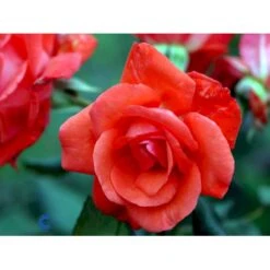 'Piccolo'® Rosa X 'Piccolo'® (Miniaturerose) A-Kvalitet,- Barrods Roser Min. 3 Grene -Osmoz Naturens Butik fi4859 rosa piccolo defd