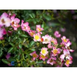 'Pink Cover'® Rosa X 'Pink Cover'® (Bunddækkerose) A-Kvalitet,- Barrods Roser Min. 3 Grene -Osmoz Naturens Butik fi4864 rosa pink cover poulnoz n 15c6