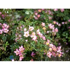 'Pink Cover'® Rosa X 'Pink Cover'® (Bunddækkerose) A-Kvalitet,- Barrods Roser Min. 3 Grene -Osmoz Naturens Butik fi4864 rosa pink cover poulnoz n 3179