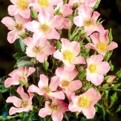 'Pink Cover'® Rosa X 'Pink Cover'® (Bunddækkerose) A-Kvalitet,- Barrods Roser Min. 3 Grene -Osmoz Naturens Butik fi4864 rosa pink cover poulnoz n df9a