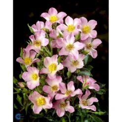 'Pink Cover'® Rosa X 'Pink Cover'® (Bunddækkerose) A-Kvalitet,- Barrods Roser Min. 3 Grene -Osmoz Naturens Butik fi4864 rosa pink cover poulnoz n fea8