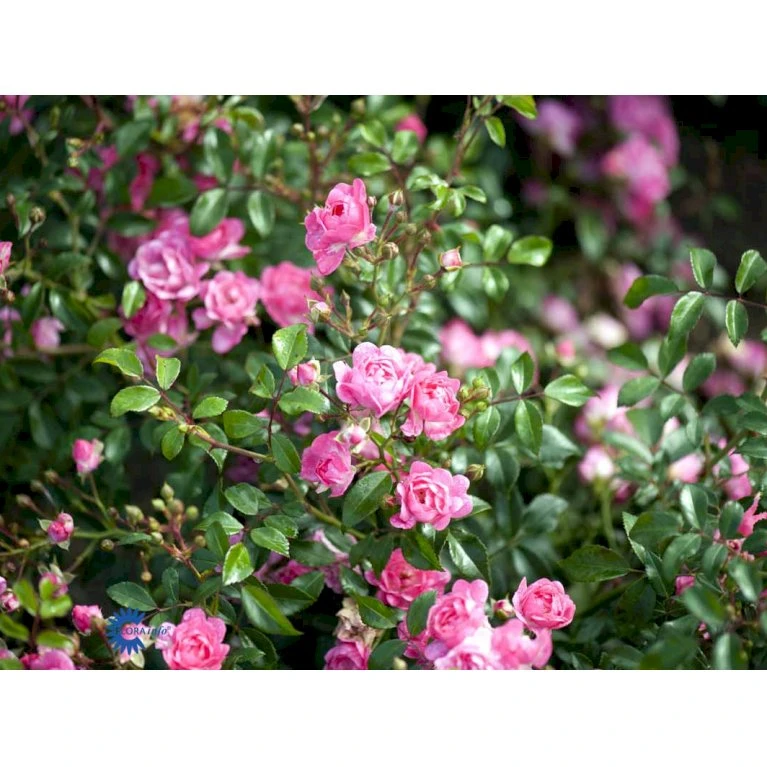 'The Fairy' Rosa X 'The Fairy' (Bunddækkerose) A-Kvalitet,- Barrods Roser Min. 3 Grene 8 'The Fairy' Rosa X 'The Fairy' (Bunddækkerose) A-Kvalitet,- Barrods Roser Min. 3 Grene - Billede 6