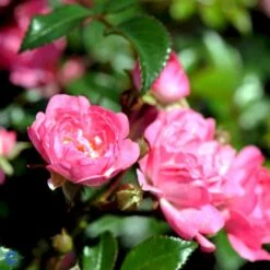 'The Fairy' Rosa X 'The Fairy' (Bunddækkerose) A-Kvalitet,- Barrods Roser Min. 3 Grene 17 'The Fairy' Rosa X 'The Fairy' (Bunddækkerose) A-Kvalitet,- Barrods Roser Min. 3 Grene -Osmoz Naturens Butik fi4866 rosa pink fairy 3400