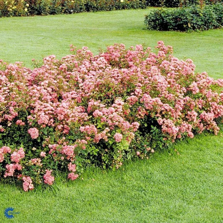 'The Fairy' Rosa X 'The Fairy' (Bunddækkerose) A-Kvalitet,- Barrods Roser Min. 3 Grene 11 'The Fairy' Rosa X 'The Fairy' (Bunddækkerose) A-Kvalitet,- Barrods Roser Min. 3 Grene - Billede 9