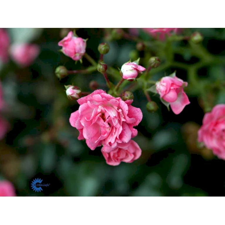 'The Fairy' Rosa X 'The Fairy' (Bunddækkerose) A-Kvalitet,- Barrods Roser Min. 3 Grene 10 'The Fairy' Rosa X 'The Fairy' (Bunddækkerose) A-Kvalitet,- Barrods Roser Min. 3 Grene - Billede 8