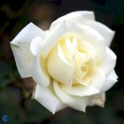 'Polarstern'® Rosa X 'Polarstern'® (Storblomstrende) A-Kvalitet,- Barrods Roser Min. 3 Grene 12 'Polarstern'® Rosa X 'Polarstern'® (Storblomstrende) A-Kvalitet,- Barrods Roser Min. 3 Grene -Osmoz Naturens Butik fi4886 rosa polarstern d9d7