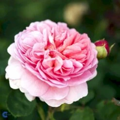 'Princess Alexandra Of Kent'™ Rosa X 'Princess Alexandra Of Kent'™ (Engelsk Rose) A-Kvalitet,- Barrods Roser Min. 3 Grene -Osmoz Naturens Butik fi4905 rosa princess alexandra of kent ausmer 2315