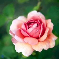 'Princess Alexandra Of Kent'™ Rosa X 'Princess Alexandra Of Kent'™ (Engelsk Rose) A-Kvalitet,- Barrods Roser Min. 3 Grene -Osmoz Naturens Butik fi4905 rosa princess alexandra of kent ausmer 81d7