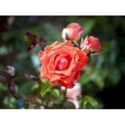 'Prinsesse Marie' Rosa X 'Prinsesse Marie' (Storblomstrende) A-Kvalitet,- Barrods Roser Min. 3 Grene -Osmoz Naturens Butik fi4911 rosa prinsesse marie 4bf8