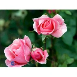 'Queen Elisabeth' Rosa X 'Queen Elisabeth' (Storblomstrende) A-Kvalitet,- Barrods Roser Min. 3 Grene 15 'Queen Elisabeth' Rosa X 'Queen Elisabeth' (Storblomstrende) A-Kvalitet,- Barrods Roser Min. 3 Grene -Osmoz Naturens Butik fi4922 rosa queen elisabeth 0f8f