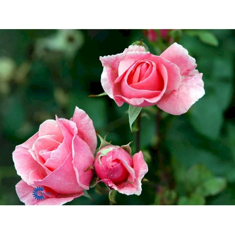 'Queen Elisabeth' Rosa X 'Queen Elisabeth' (Storblomstrende) A-Kvalitet,- Barrods Roser Min. 3 Grene 9 'Queen Elisabeth' Rosa X 'Queen Elisabeth' (Storblomstrende) A-Kvalitet,- Barrods Roser Min. 3 Grene - Billede 7