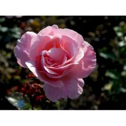 'Queen Elisabeth' Rosa X 'Queen Elisabeth' (Storblomstrende) A-Kvalitet,- Barrods Roser Min. 3 Grene 14 'Queen Elisabeth' Rosa X 'Queen Elisabeth' (Storblomstrende) A-Kvalitet,- Barrods Roser Min. 3 Grene -Osmoz Naturens Butik fi4922 rosa queen elisabeth d6ea