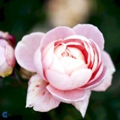 'Queen Of Sweden' Rosa X 'Queen Of Sweden' (Engelsk Rose) A-Kvalitet,- Barrods Roser Min. 3 Grene -Osmoz Naturens Butik fi4925 rosa queen of sweden austiger bea4