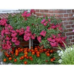 'Red Fairy' Rosa X 'Red Fairy' (Bunddækkerose) A-Kvalitet,- Barrods Roser Min. 3 Grene -Osmoz Naturens Butik fi4944 rosa red fairy a0be