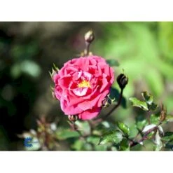 'Red New Dawn' Rosa X 'Red New Dawn' (Slyngrose) A-Kvalitet,- Barrods Roser Min. 3 Grene -Osmoz Naturens Butik fi4948 rosa red new dawn 200e