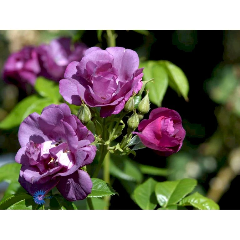 'Rhapsody In Blue' Rosa X 'Rhapsody In Blue' (Buketrose) A-Kvalitet,- Barrods Roser Min. 3 Grene 10 'Rhapsody In Blue' Rosa X 'Rhapsody In Blue' (Buketrose) A-Kvalitet,- Barrods Roser Min. 3 Grene - Billede 8