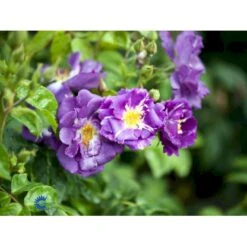 'Rhapsody In Blue' Rosa X 'Rhapsody In Blue' (Buketrose) A-Kvalitet,- Barrods Roser Min. 3 Grene 15 'Rhapsody In Blue' Rosa X 'Rhapsody In Blue' (Buketrose) A-Kvalitet,- Barrods Roser Min. 3 Grene -Osmoz Naturens Butik fi4964 rosa rhapsody in blue 6239