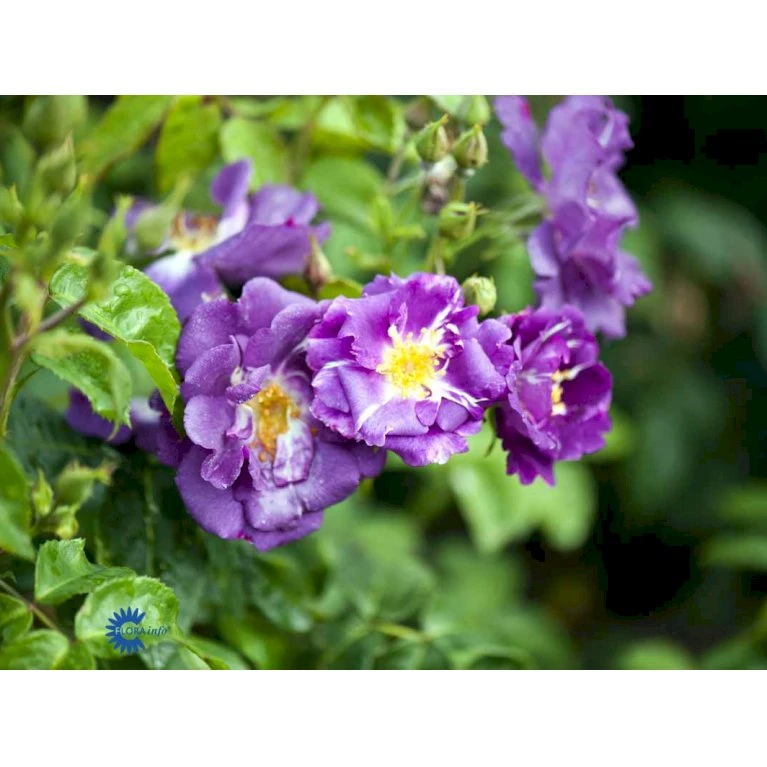 'Rhapsody In Blue' Rosa X 'Rhapsody In Blue' (Buketrose) A-Kvalitet,- Barrods Roser Min. 3 Grene 8 'Rhapsody In Blue' Rosa X 'Rhapsody In Blue' (Buketrose) A-Kvalitet,- Barrods Roser Min. 3 Grene - Billede 6