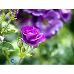 'Rhapsody In Blue' Rosa X 'Rhapsody In Blue' (Buketrose) A-Kvalitet,- Barrods Roser Min. 3 Grene 16 'Rhapsody In Blue' Rosa X 'Rhapsody In Blue' (Buketrose) A-Kvalitet,- Barrods Roser Min. 3 Grene -Osmoz Naturens Butik fi4964 rosa rhapsody in blue 8b32
