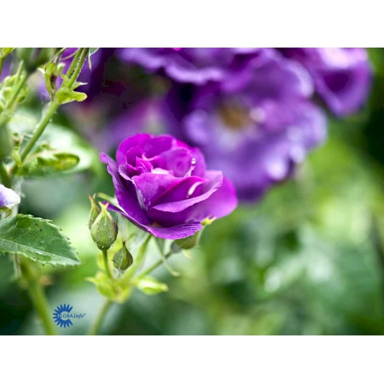 'Rhapsody In Blue' Rosa X 'Rhapsody In Blue' (Buketrose) A-Kvalitet,- Barrods Roser Min. 3 Grene 9 'Rhapsody In Blue' Rosa X 'Rhapsody In Blue' (Buketrose) A-Kvalitet,- Barrods Roser Min. 3 Grene - Billede 7