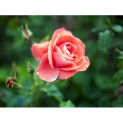 'Riberhus'™ Rosa X 'Riberhus'™ (Buketrose) A-Kvalitet,- Barrods Roser Min. 3 Grene -Osmoz Naturens Butik fi4966 rosa riberhus poulriber n 3fcc