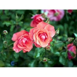'Riberhus'™ Rosa X 'Riberhus'™ (Buketrose) A-Kvalitet,- Barrods Roser Min. 3 Grene -Osmoz Naturens Butik fi4966 rosa riberhus poulriber n 701c