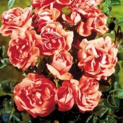 'Riberhus'™ Rosa X 'Riberhus'™ (Buketrose) A-Kvalitet,- Barrods Roser Min. 3 Grene -Osmoz Naturens Butik fi4966 rosa riberhus poulriber n 8edb