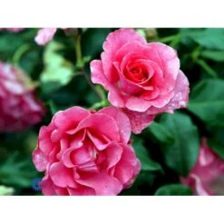'Romanze'® Rosa X 'Romanze'® (Buketrose) A-Kvalitet,- Barrods Roser Min. 3 Grene -Osmoz Naturens Butik fi4976 rosa romanze 2136