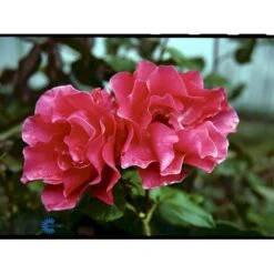 'Romanze'® Rosa X 'Romanze'® (Buketrose) A-Kvalitet,- Barrods Roser Min. 3 Grene -Osmoz Naturens Butik fi4976 rosa romanze d356